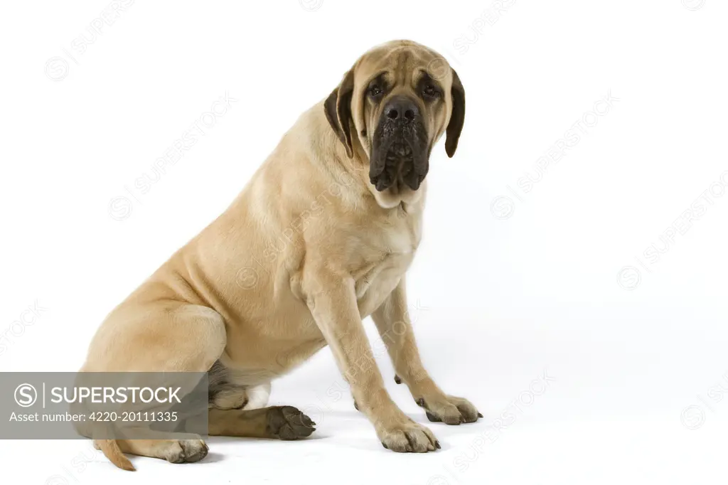 Dog - Mastiff 