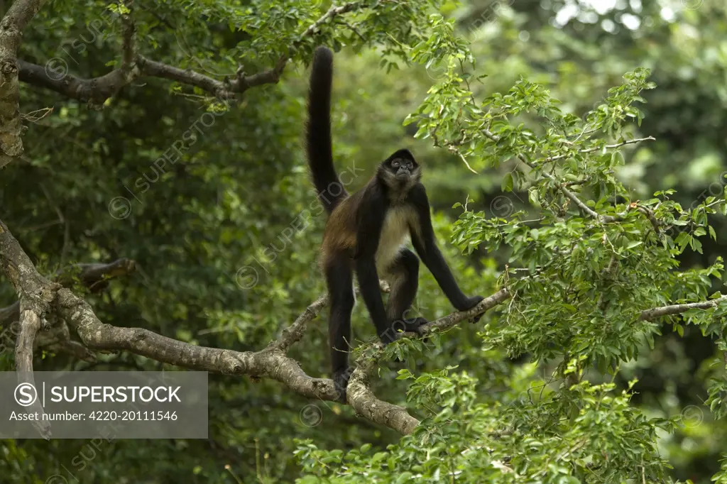 Spider Monkey - Rainforest (Ateles geoffroyi). Guatemala.