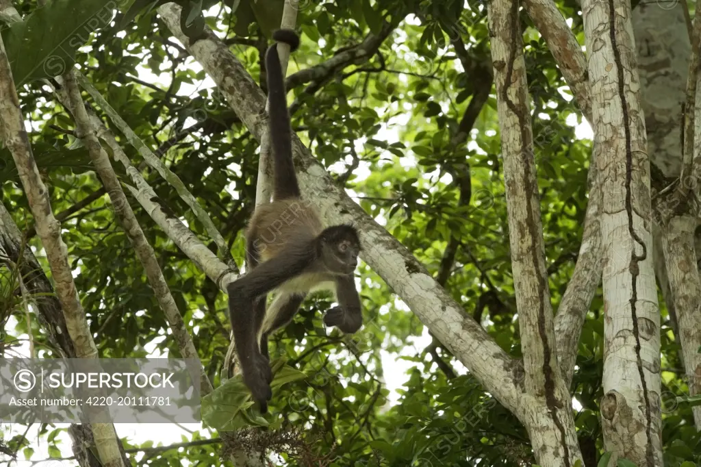 Spider Monkey - hanging by tail.  (Ateles geoffroyi). Rainforest - Guatemala.