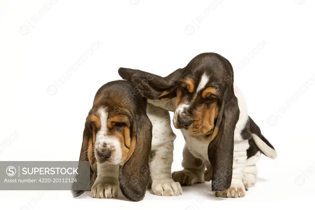 Dog - Basset Hound - two puppies in studio 