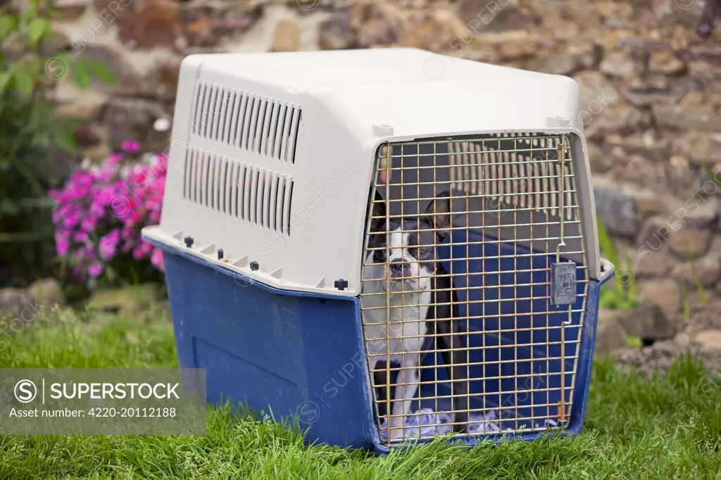 Dog - Boston Terrier in dog carrier / basket 