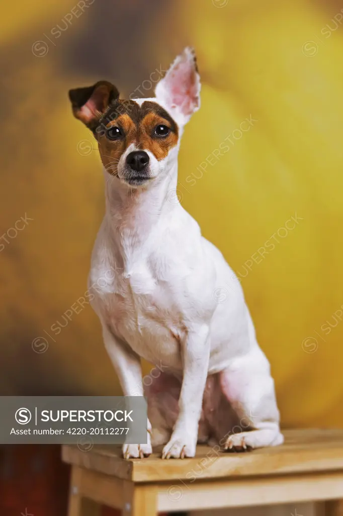 Dog - Jack Russell Terrier - in studio sitting on chair  