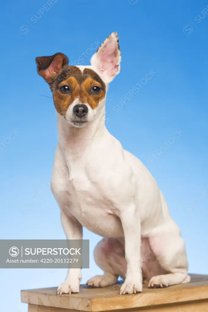 Dog - Jack Russell Terrier - in studio sitting on chair 