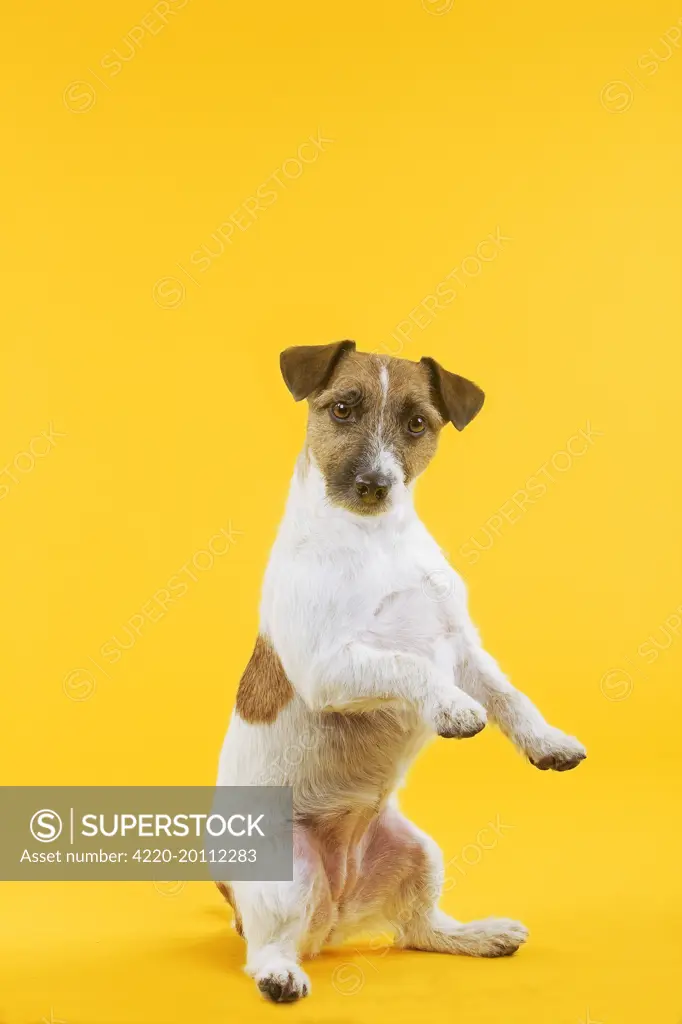 Dog - Jack Russell Terrier - in studio sitting on hind legs 