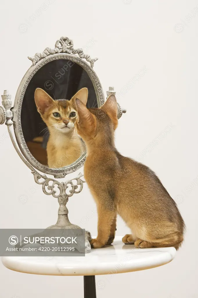 Cat - Ruddy Abyssinian looking in mirror 