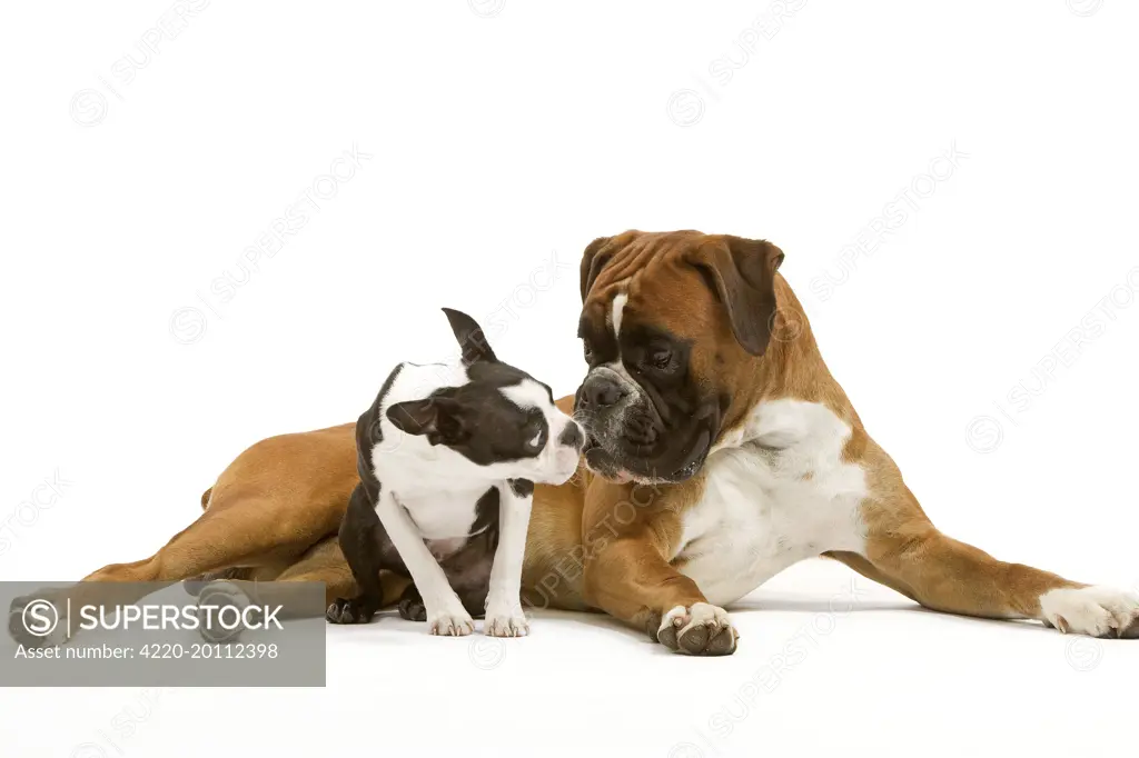 Dog - Boston Terrier and Boxer sniffing each other in studio 