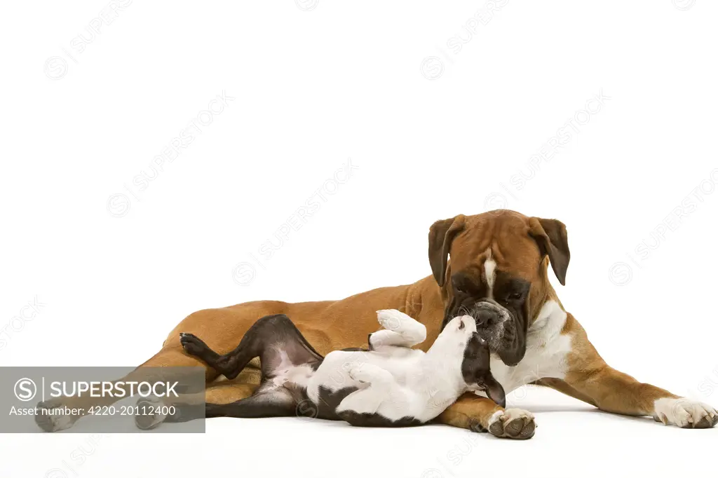 Dog - Boston Terrier and Boxer playing in studio 