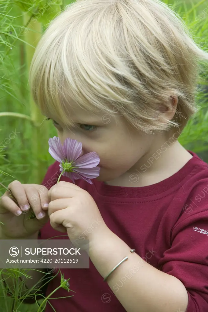 Young Boy - smelling cosmos flower 