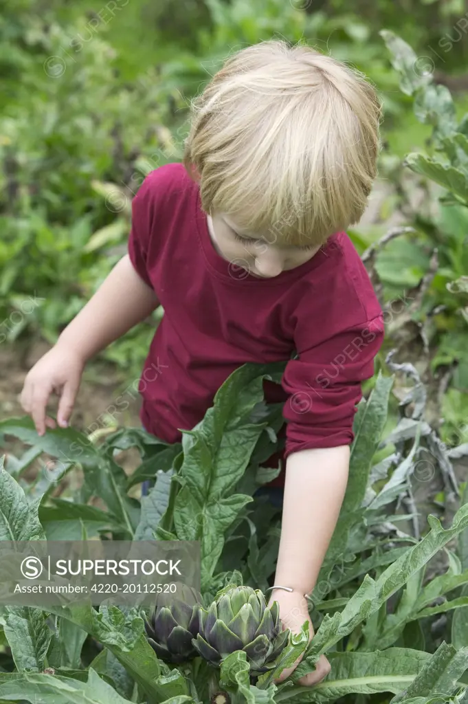 Young Boy - picking globe artichokes 