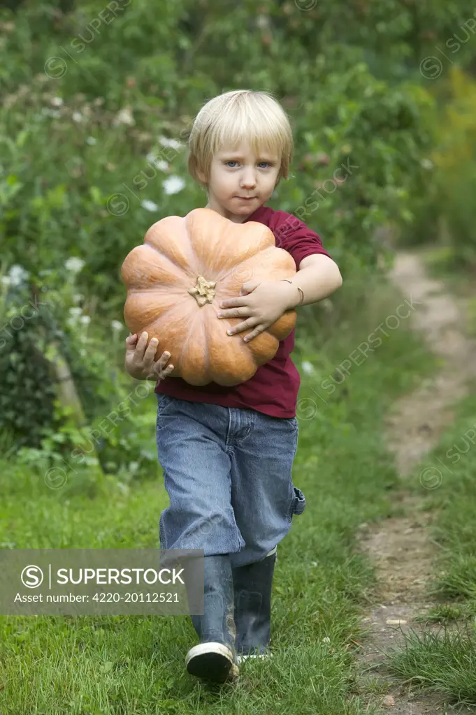 Young Boy - carrying large pumpkin 