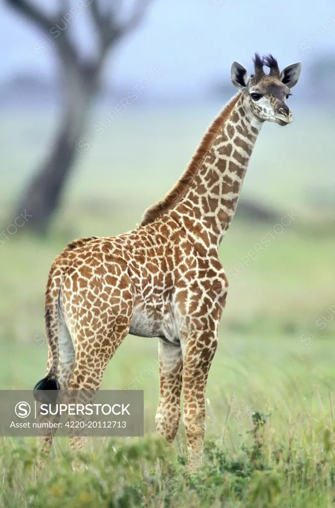 Maasai Giraffe - young (Giraffa camelopardalis). Africa.