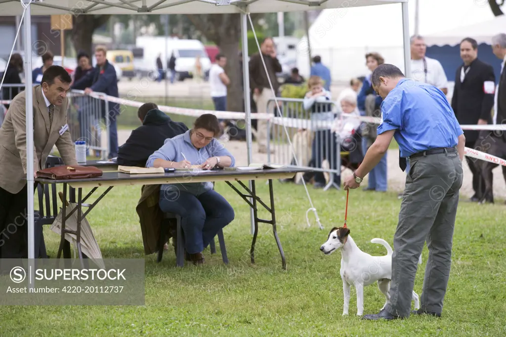 Dog Show - dog being judged 