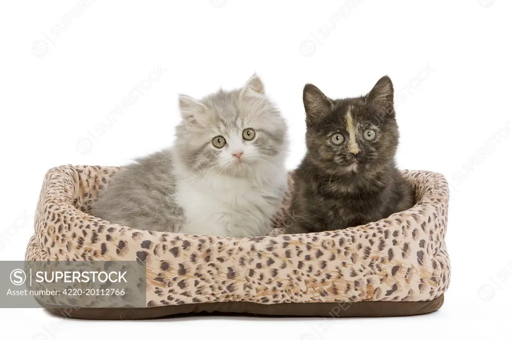 Cat - British longhair &amp; shorthair - 8 week old kittens in cat bed 