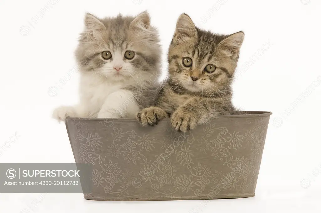 Cat - British longhair &amp; shorthair - 8 week old kittens in pot 