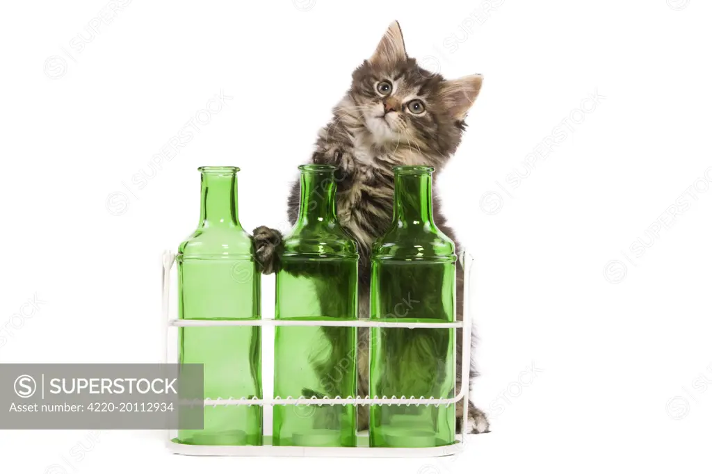 Norwegian Forest Cat / Norsk Skogkatt - 8 week old kitten on hind legs behind three green glass bottles 