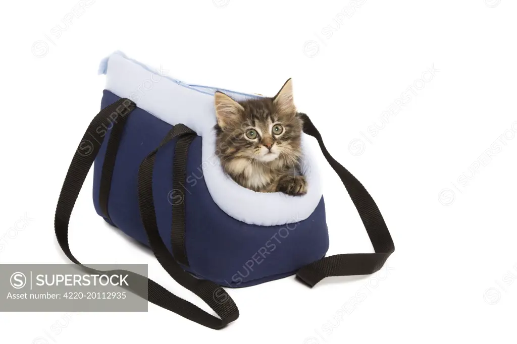 Norwegian Forest Cat / Norsk Skogkatt - 8 week old kitten in cat carrying bag in studio 
