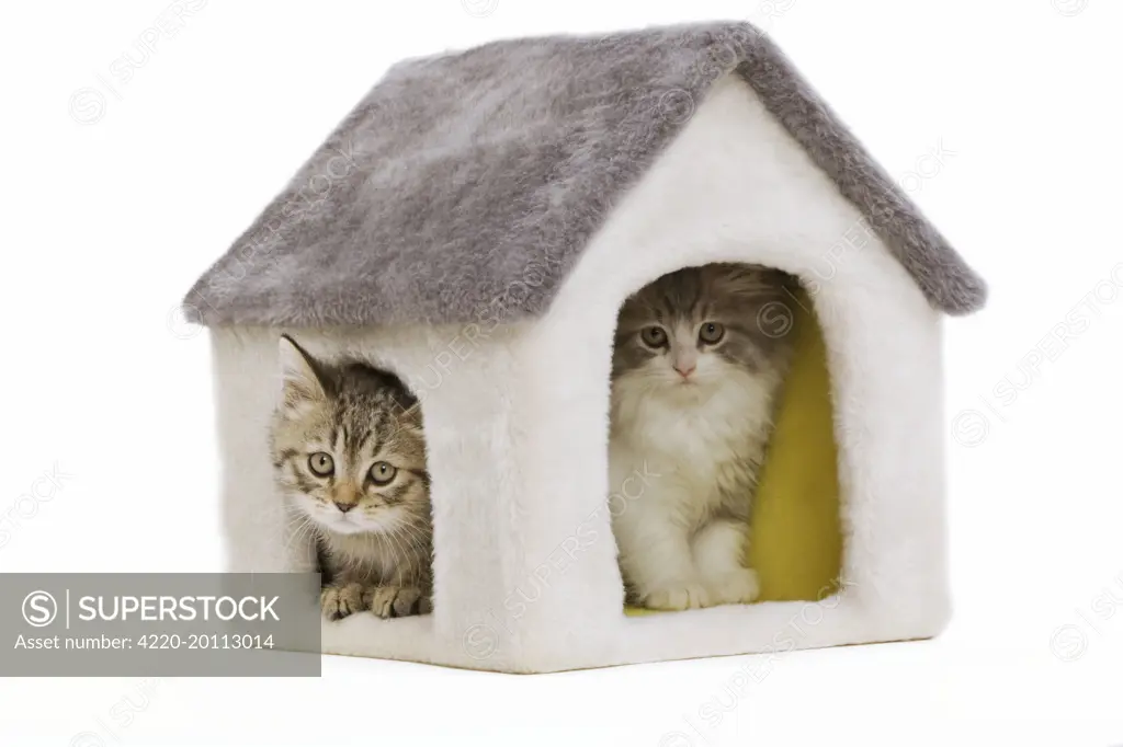 Cat - 8 week old British shorthair kittens in studio in cat house 