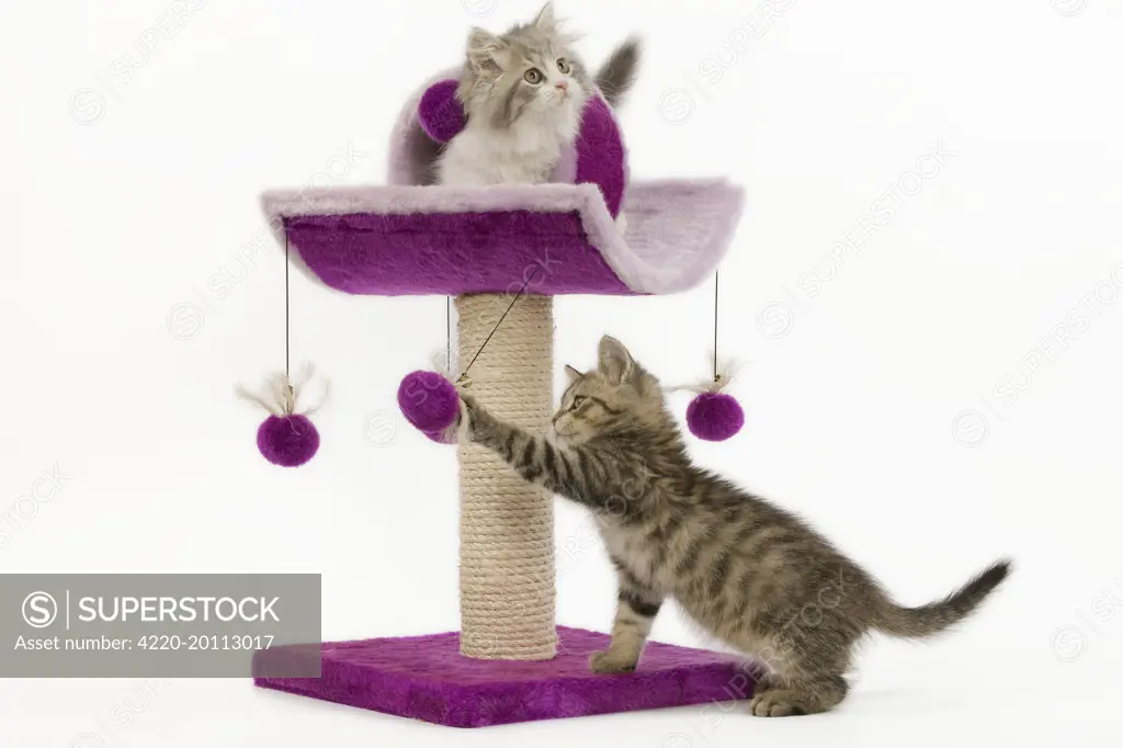 Cat - 8 week old British shorthair &amp; British longhair kittens in studio playing on activity centre / scratching post 