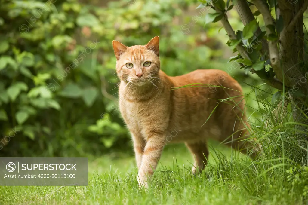 Cat - Ginger cat in garden 