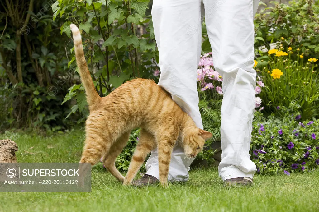 Cat - Ginger cat in garden brushing up against owner's legs 