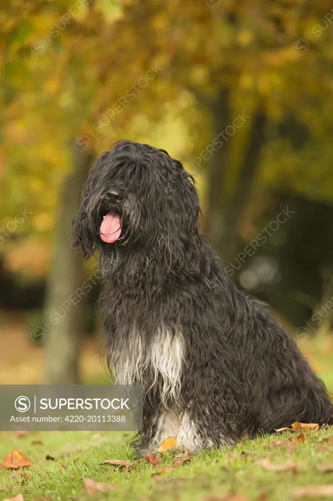 Dog - Portuguese Sheepdog. Also known as: Cao da serra de Aires or Monkey Dog 
