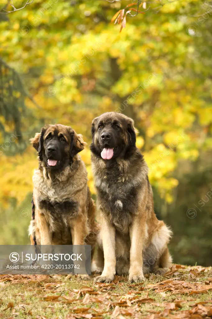 Dog - Leonberger 