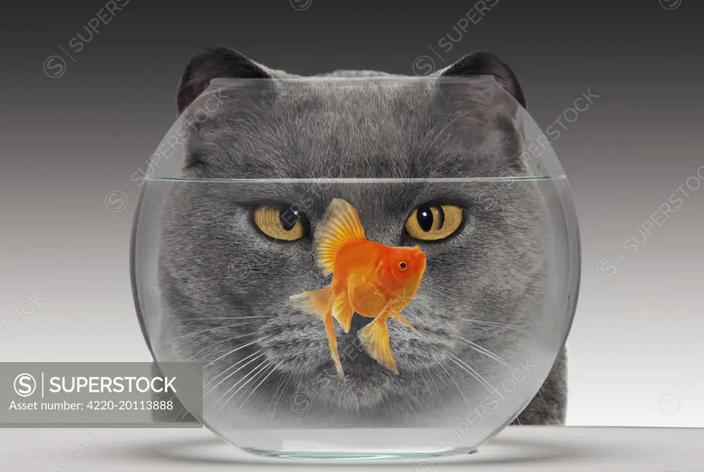 Cat - looks at Goldfish in bowl 