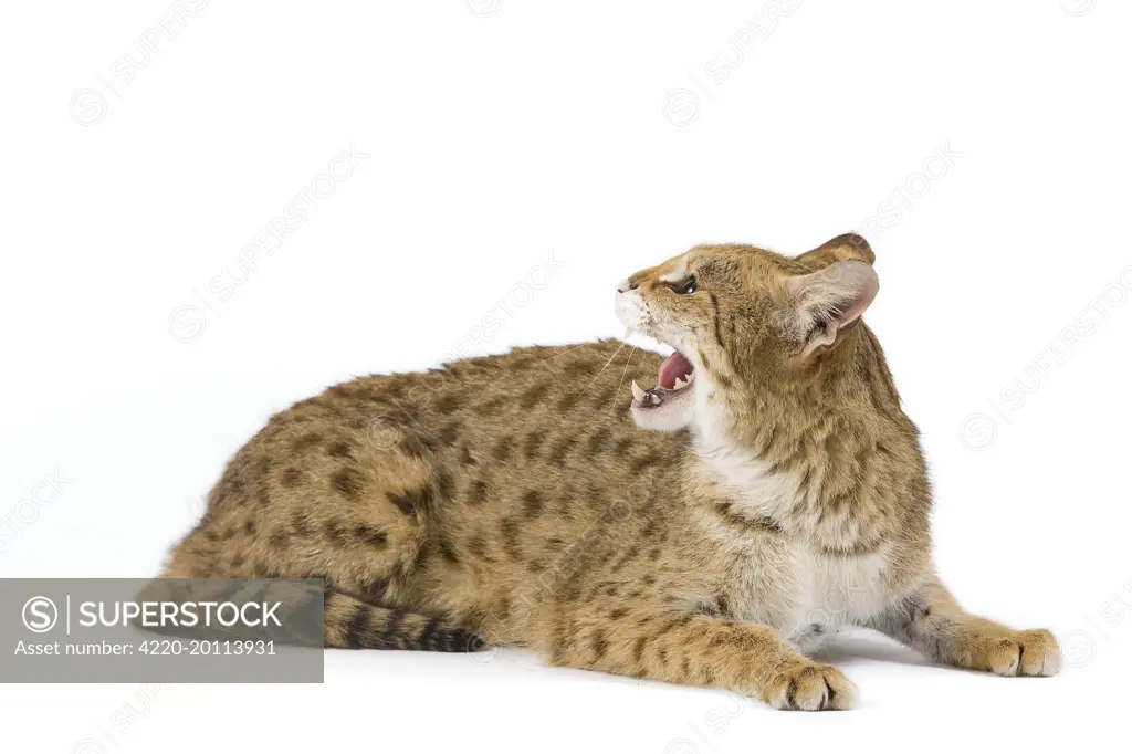Cat - Savannah Brown Tabby - lying down. cross breed of serval and domestic cat.
