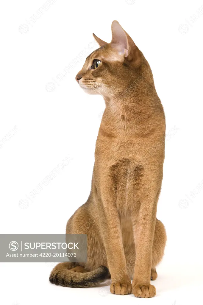 Cat - Abyssinian cat 