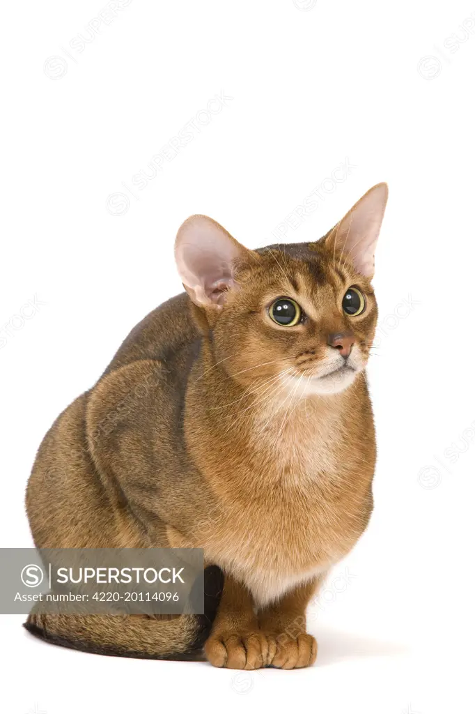 Cat - Abyssinian cat 