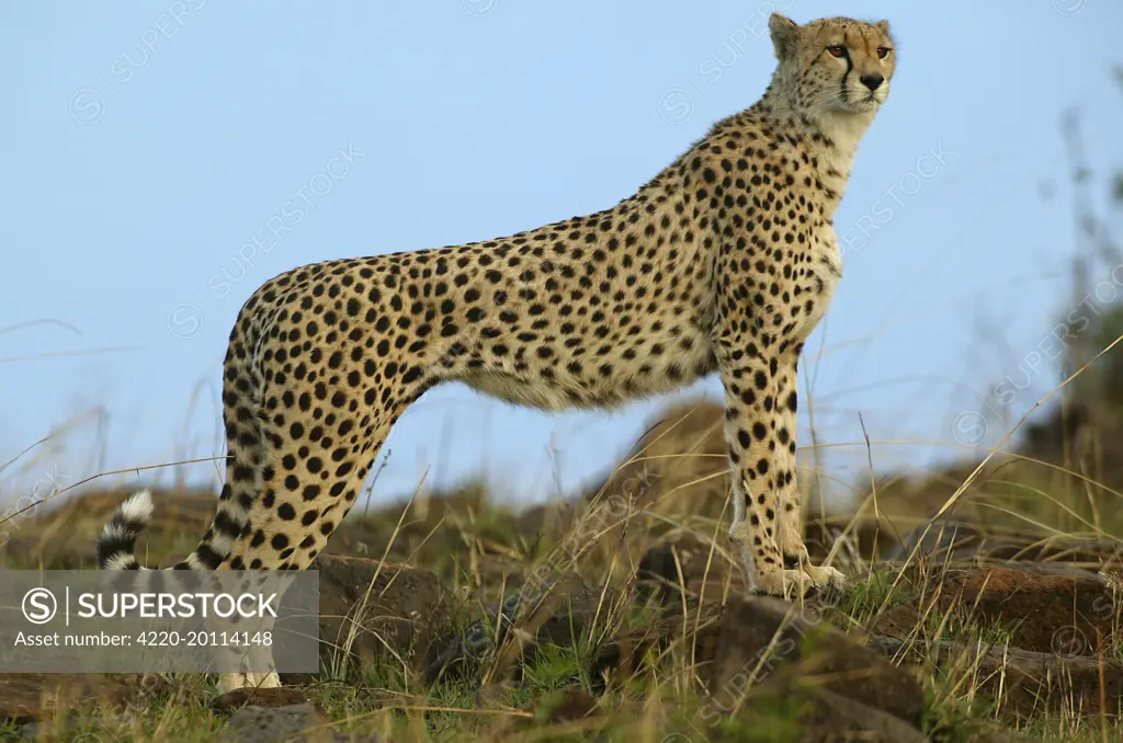 Cheetah - side view (Acinonyx jubatus). Transmara, Maasai Mara, Kenya, Africa.