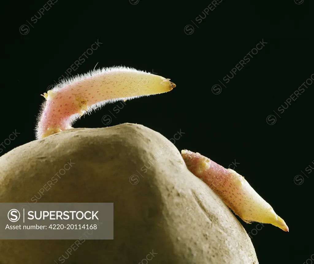 Potato - Sprouting showing root hairs on root (absorbent down) 