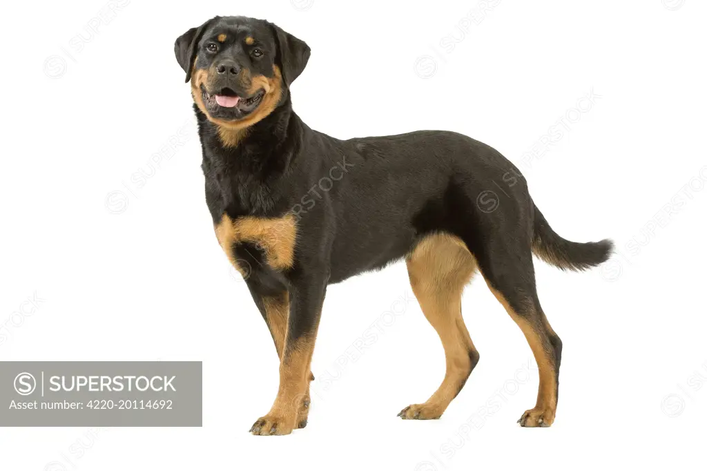 Dog - Rottweiler 