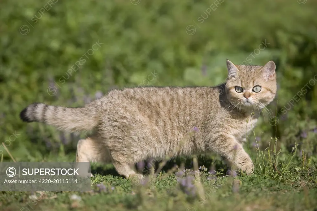 Cat - British shorthair 