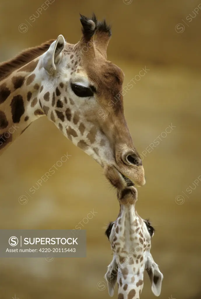 GIRAFFE - Kissing young Giraffe. Africa.