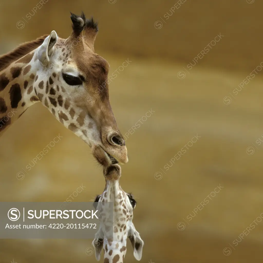 Giraffe. Kissing young Giraffe.