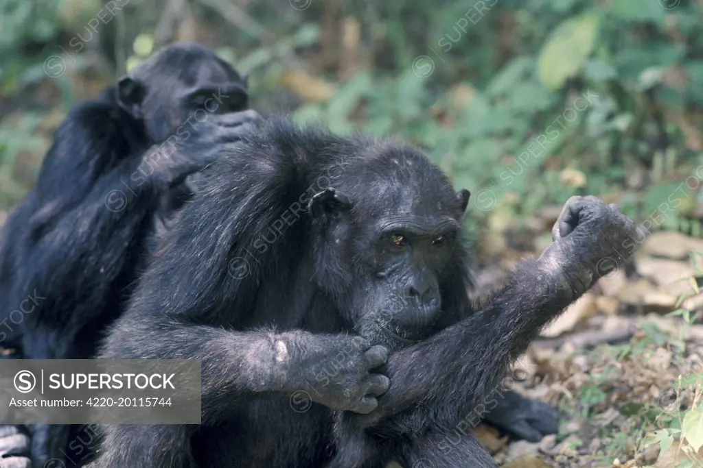 Chimpanzee - grooming (Pan troglodytes). Africa.