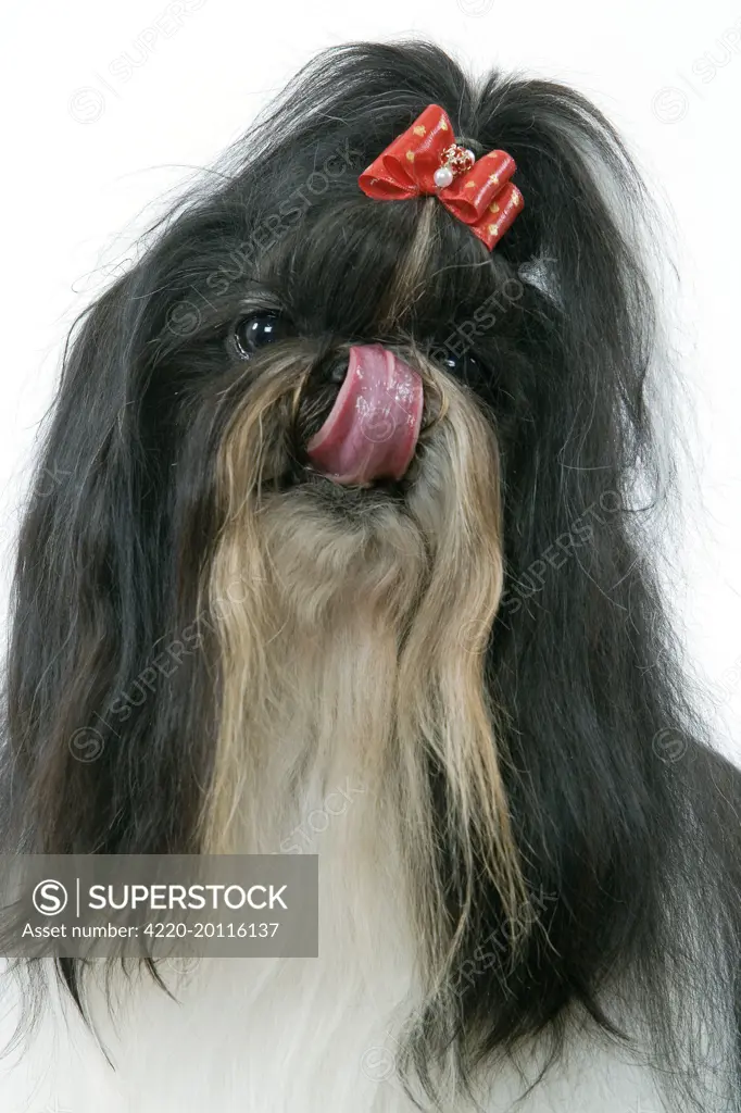 Dog - Shih-tzu / Chrysanthemum Dog - licking nose 