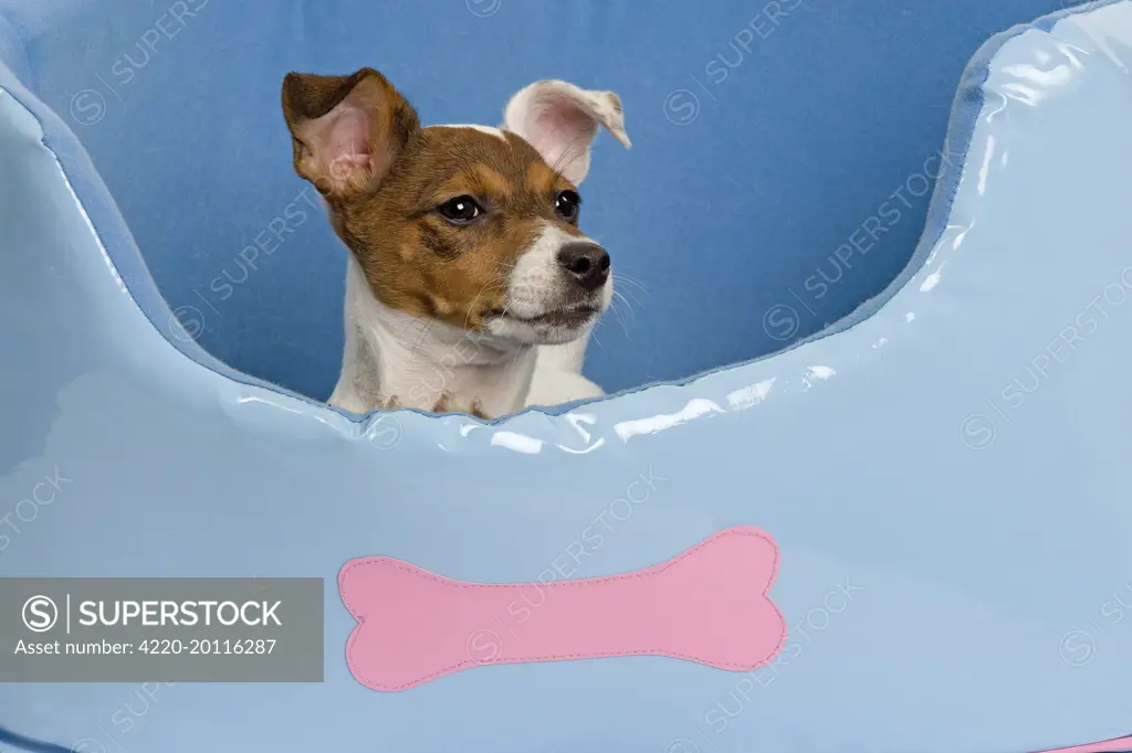 Dog - Jack Russell - in dog bed 