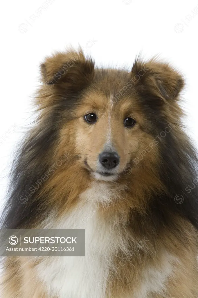 Dog - Shetland 