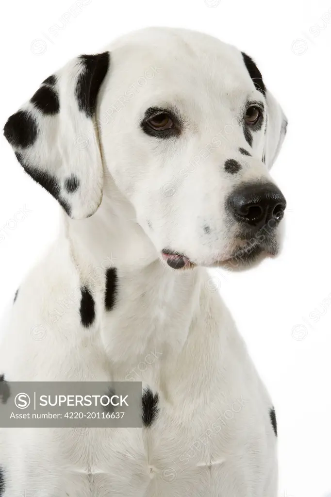 Dog - Dalmatian 