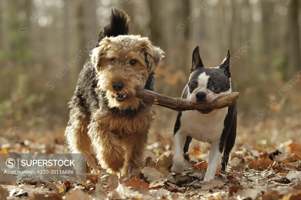 Dog - Welsh Terrier &amp; Boston Terrier 