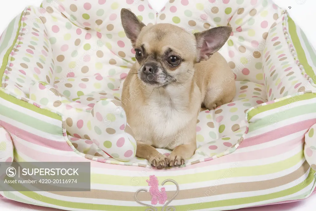 Dog - short-haired chihuahua in dog bed 