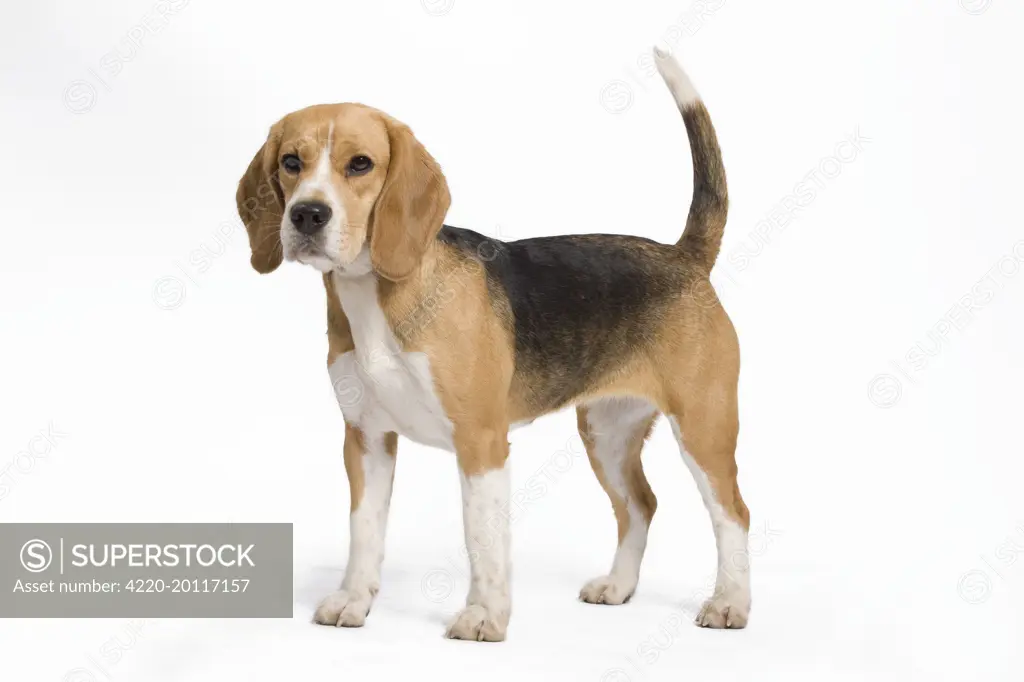 Dog - Beagle 