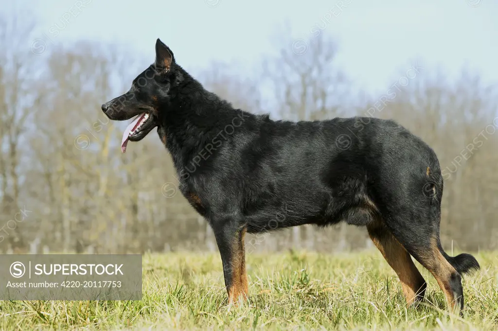 Beauceron Dog - side view 