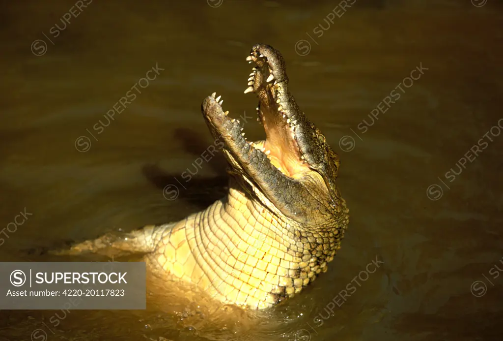 Nile Crocodile - With head out of water, mouth open (Crocodylus niloticus). Distribution: Africa and E Madagascar.