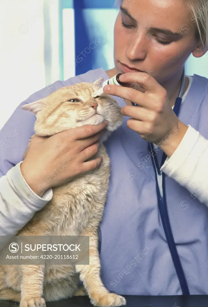 Vet  - Examining Cat. Applying eye drops.