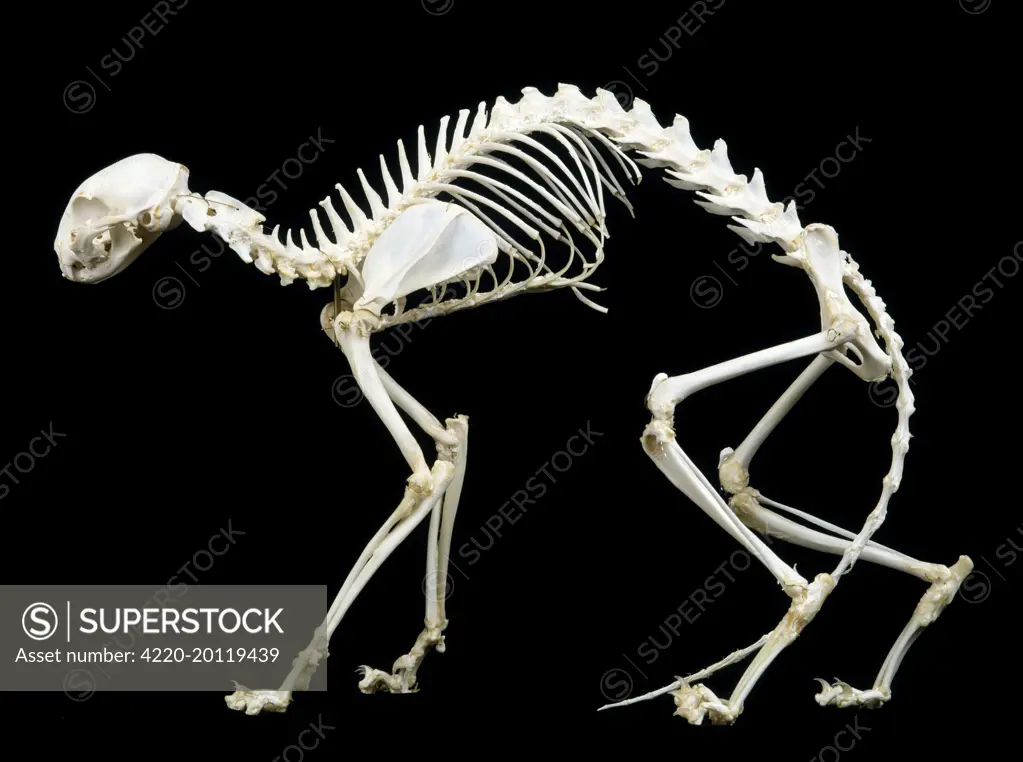 Cat Skeleton 
