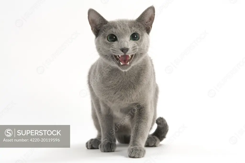 Cat - Russian Blue miaowing  