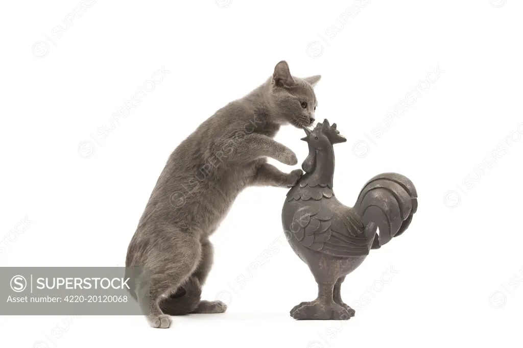 Cat - grey cat in studio investigating garden ornament of a cockerel 